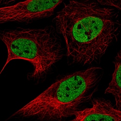 Invitrogen hnRNP C Monoclonal Antibody (CL2596) 100 &mu;L; Unconjugated:Antibodies,