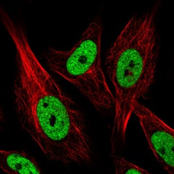 Invitrogen hnRNP C Monoclonal Antibody (CL2596) 100 &mu;L; Unconjugated:Antibodies,