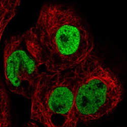 Invitrogen hnRNP C Monoclonal Antibody (CL2596) 100 &mu;L; Unconjugated:Antibodies,