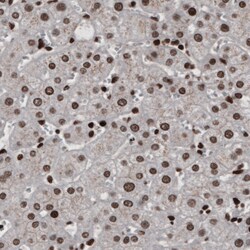 Invitrogen hnRNP C Monoclonal Antibody (CL2596) 100 &mu;L; Unconjugated:Antibodies,