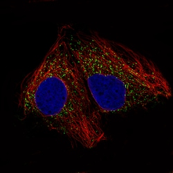 Invitrogen ACAA1 Monoclonal Antibody (CL2650) 100 &mu;L; Unconjugated:Antibodies,