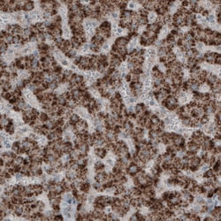 Invitrogen ACAA1 Monoclonal Antibody (CL2650) 100 &mu;L; Unconjugated:Antibodies,
