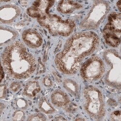 Invitrogen ACAA1 Monoclonal Antibody (CL2662) 100 &mu;L; Unconjugated:Antibodies,