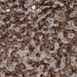 Invitrogen ACAA1 Monoclonal Antibody (CL2662) 100 &mu;L; Unconjugated:Antibodies,