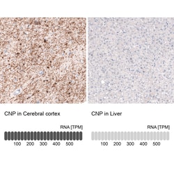 Invitrogen CNPase Monoclonal Antibody (CL2871) 100 &mu;L; Unconjugated:Antibodies,