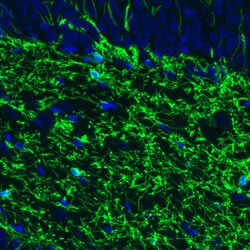 Invitrogen CNPase Monoclonal Antibody (CL2871) 100 &mu;L; Unconjugated:Antibodies,