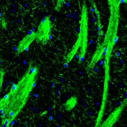 Invitrogen CNPase Monoclonal Antibody (CL2871) 100 &mu;L; Unconjugated:Antibodies,
