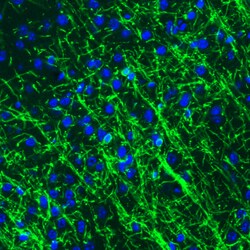 Invitrogen CNPase Monoclonal Antibody (CL2871) 100 &mu;L; Unconjugated:Antibodies,