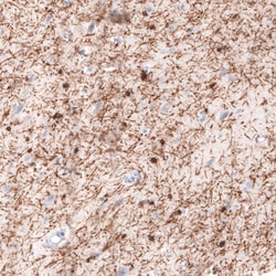 Invitrogen CNPase Monoclonal Antibody (CL2871) 100 &mu;L; Unconjugated:Antibodies,