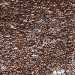 Invitrogen CNPase Monoclonal Antibody (CL2871) 100 &mu;L; Unconjugated:Antibodies,