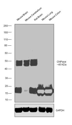 Invitrogen CNPase Monoclonal Antibody (CL2871) 100 &mu;L; Unconjugated:Antibodies,