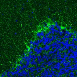 Invitrogen GAD67 Monoclonal Antibody (CL2911) 100 &mu;L; Unconjugated:Antibodies,