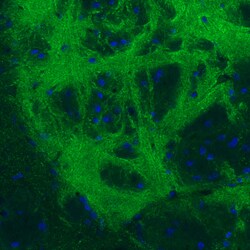 Invitrogen GAD67 Monoclonal Antibody (CL2911) 100 &mu;L; Unconjugated:Antibodies,