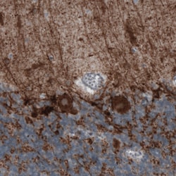 Invitrogen GAD67 Monoclonal Antibody (CL2914) 100 &mu;L; Unconjugated:Antibodies,