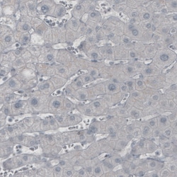 Invitrogen GAD67 Monoclonal Antibody (CL2914) 100 &mu;L; Unconjugated:Antibodies,