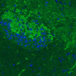 Invitrogen GAD67 Monoclonal Antibody (CL2914) 100 &mu;L; Unconjugated:Antibodies,