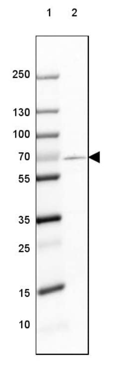 Invitrogen GAD67 Monoclonal Antibody (CL2914) 100 &mu;L | Buy Online | Invitrogen&trade; | Fisher Scientific