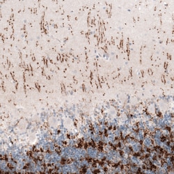 Invitrogen VGLUT2 Monoclonal Antibody (CL2921) 100 &mu;L; Unconjugated:Antibodies,