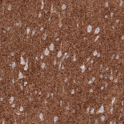 Invitrogen VGLUT2 Monoclonal Antibody (CL2921) 100 &mu;L; Unconjugated:Antibodies,