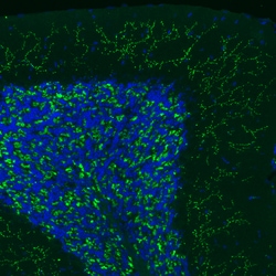 Invitrogen VGLUT2 Monoclonal Antibody (CL2921) 100 &mu;L; Unconjugated:Antibodies,
