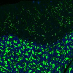 Invitrogen VGLUT2 Monoclonal Antibody (CL2921) 100 &mu;L; Unconjugated:Antibodies,