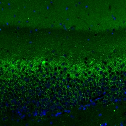 Invitrogen VGLUT2 Monoclonal Antibody (CL2921) 100 &mu;L; Unconjugated:Antibodies,