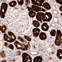 Invitrogen DOPA Decarboxylase Monoclonal Antibody (CL2962) 100 &mu;L; Unconjugated:Antibodies,