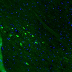 Invitrogen DOPA Decarboxylase Monoclonal Antibody (CL2962) 100 &mu;L; Unconjugated:Antibodies,