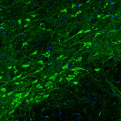 Invitrogen DOPA Decarboxylase Monoclonal Antibody (CL2962) 100 &mu;L; Unconjugated:Antibodies,