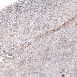 Invitrogen Laminin alpha-1 Monoclonal Antibody (CL2968) 100 &mu;L; Unconjugated:Antibodies