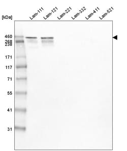 Invitrogen Laminin alpha-1 Monoclonal Antibody (CL2968) 100 &mu;L; Unconjugated:Antibodies