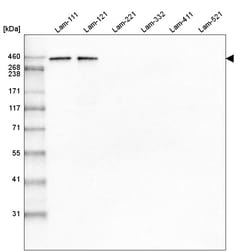 Invitrogen Laminin alpha-1 Monoclonal Antibody (CL3087) 100 &mu;L | Buy Online | Invitrogen&trade; | Fisher Scientific