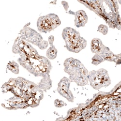 Invitrogen ChAT Monoclonal Antibody (CL3169) 100 &mu;L; Unconjugated:Antibodies,