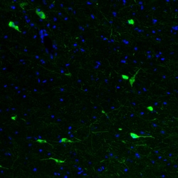 Invitrogen ChAT Monoclonal Antibody (CL3169) 100 &mu;L; Unconjugated:Antibodies,