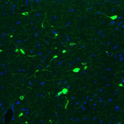 Invitrogen ChAT Monoclonal Antibody (CL3173) 100 &mu;L; Unconjugated:Antibodies,