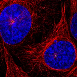 Invitrogen CEP350 Monoclonal Antibody (CL3423) 100 &mu;L; Unconjugated:Antibodies,