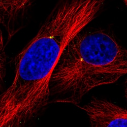 Invitrogen CEP350 Monoclonal Antibody (CL3423) 100 &mu;L; Unconjugated:Antibodies,