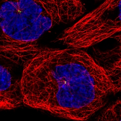Invitrogen CEP350 Monoclonal Antibody (CL3423) 100 &mu;L; Unconjugated:Antibodies,