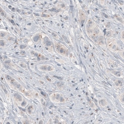 Invitrogen CEP350 Monoclonal Antibody (CL3423) 100 &mu;L; Unconjugated:Antibodies,