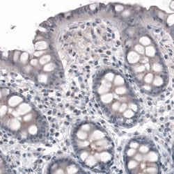 Invitrogen CEP350 Monoclonal Antibody (CL3423) 100 &mu;L; Unconjugated:Antibodies,