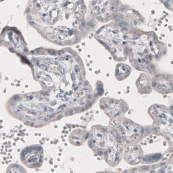 Invitrogen CEP350 Monoclonal Antibody (CL3423) 100 &mu;L; Unconjugated:Antibodies,