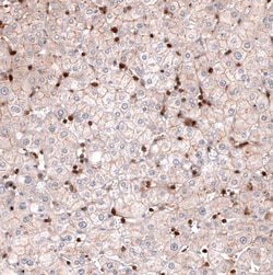 Invitrogen Profilin 1 Monoclonal Antibody (CL3524) 100 &mu;L; Unconjugated:Antibodies,