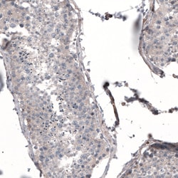Invitrogen Profilin 1 Monoclonal Antibody (CL3524) 100 &mu;L; Unconjugated:Antibodies,