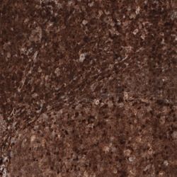 Invitrogen Profilin 1 Monoclonal Antibody (CL3524) 100 &mu;L; Unconjugated:Antibodies,