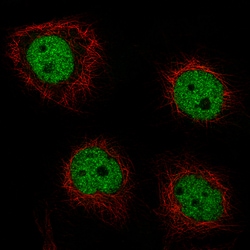 Invitrogen GRHL2 Monoclonal Antibody (CL3760) 100 &mu;L; Unconjugated:Antibodies,