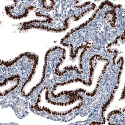 Invitrogen GRHL2 Monoclonal Antibody (CL3760) 100 &mu;L; Unconjugated:Antibodies,