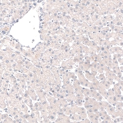 Invitrogen GRHL2 Monoclonal Antibody (CL3760) 100 &mu;L; Unconjugated:Antibodies,