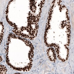 Invitrogen GRHL2 Monoclonal Antibody (CL3760) 100 &mu;L; Unconjugated:Antibodies,