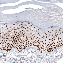 Invitrogen GRHL2 Monoclonal Antibody (CL3760) 100 &mu;L; Unconjugated:Antibodies,