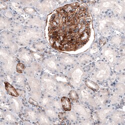 Invitrogen THSD7A Monoclonal Antibody (CL3778) 100 &mu;L; Unconjugated:Antibodies,